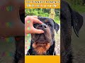 Funniest AnimalsMoments#funnyanimals #animalcomedy #dog#funny#funnyanimals#funnypets#animals