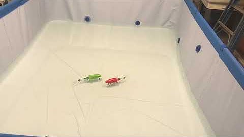 Two Robotic Fish Collision Avoidance Control