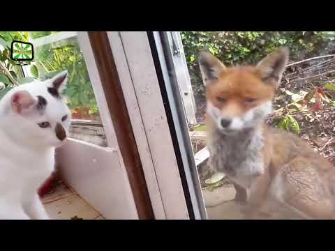 FEARLESS CATS ★