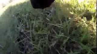 Cow Cam