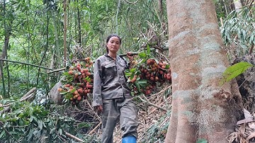 Đi tìm nấm lim xanh được gánh nặng trái cây rừng chín đỏ