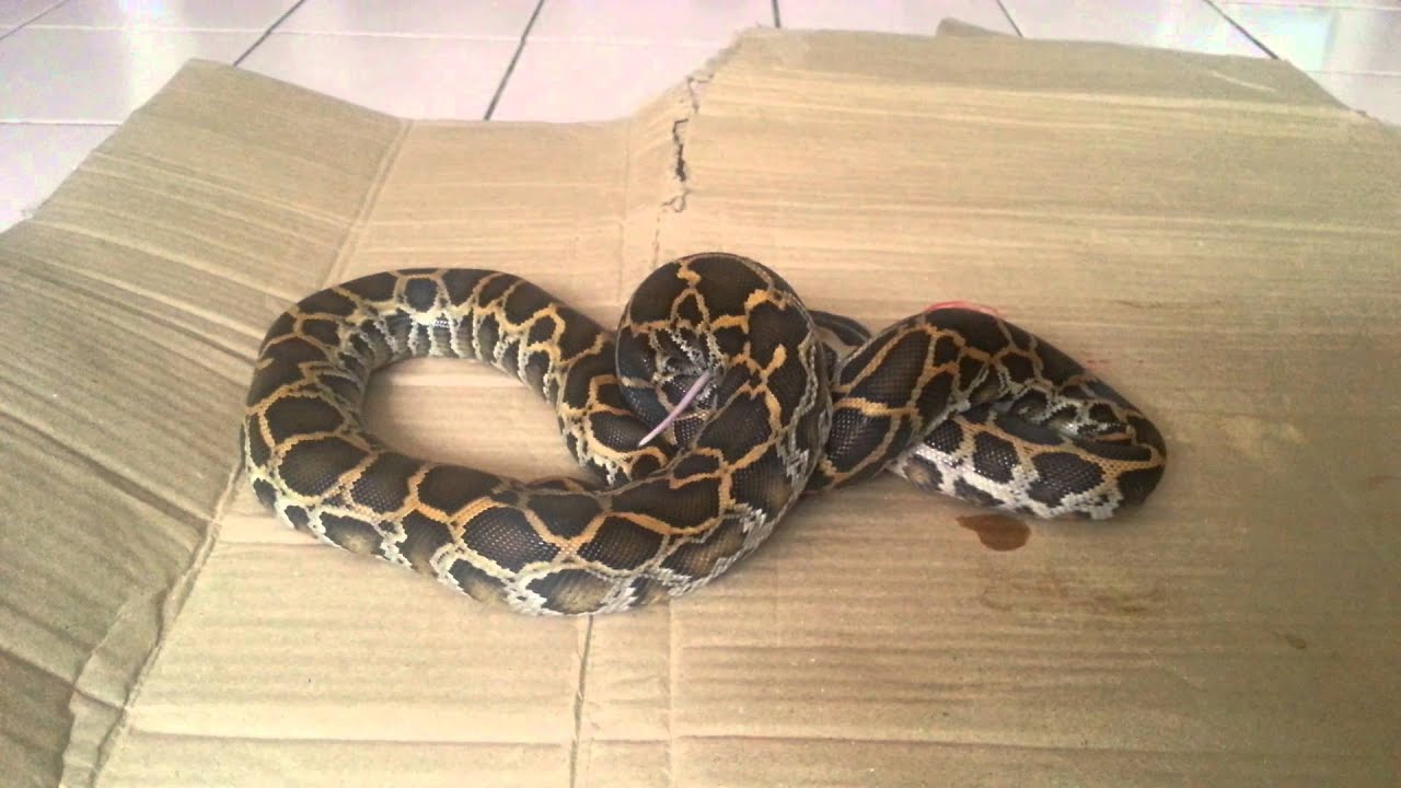Ular sawa burma makan tikus - YouTube
