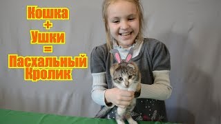 Кошка и заячьи уши Как сделать из кошки пасхалньного зайца Кошка и заячьи уши Как сделать из кошки пасхалньного зайца