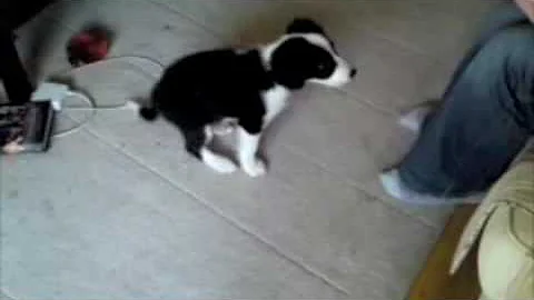 Effie the 10 week old sprollie puppy doing tricks