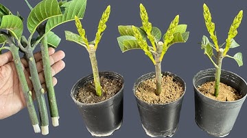 How To Grow Mango Tree From Cuttings Using Aloe Vera gel /With 100% Success Result