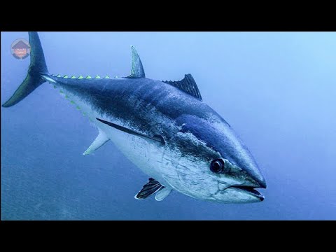 Video: ¿Qué come el atún?