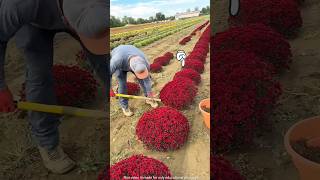 Why Do So Many Flowers Grow In The Forest shorts short