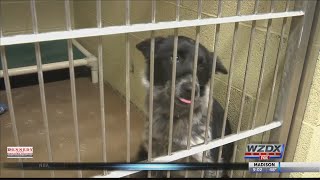 Deadly virus causes Athens-Limestone Animal Shelter to euthanize dozens of dogs