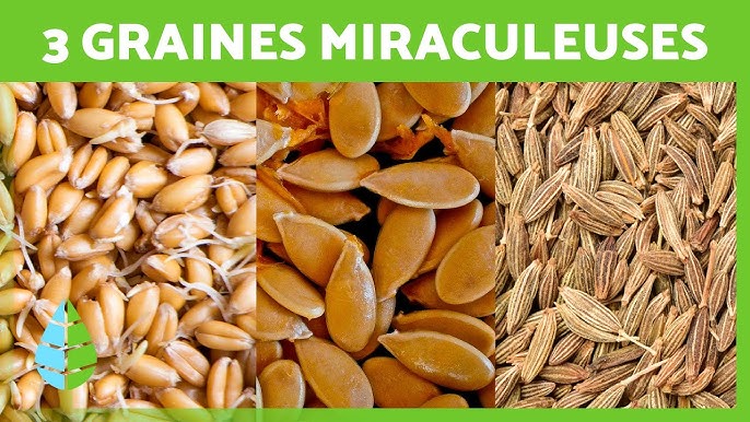 Les graines de citrouille, nourrissantes et beaucoup de propriétés