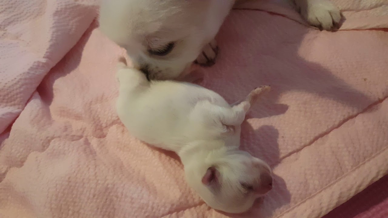 수유 끝나고 아기들 핥아주는