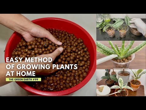 #99 16 Plants That I Have Grown Successfully Without Soil | Houseplants That Can Grow Soil Free