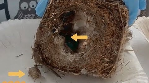 Tree sparrow nestbox 3