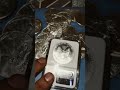 2002 American silver eagle