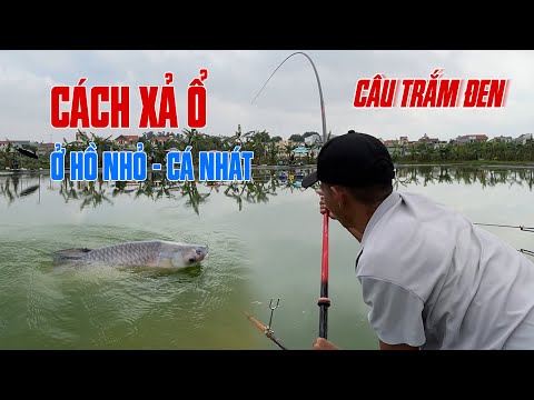 Câu Trắm Đen - Cách Xả Ổ Ở Hồ Nhỏ, Cá Nhát | VIETNAM FISHING TV