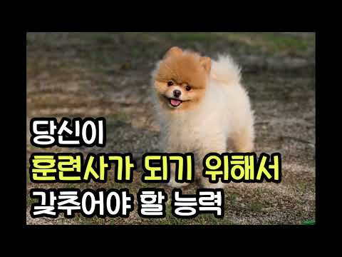 Want to become a dog trainer? Then build these skills! [Bunny Bunny Dog School] Dog Instructor Do...