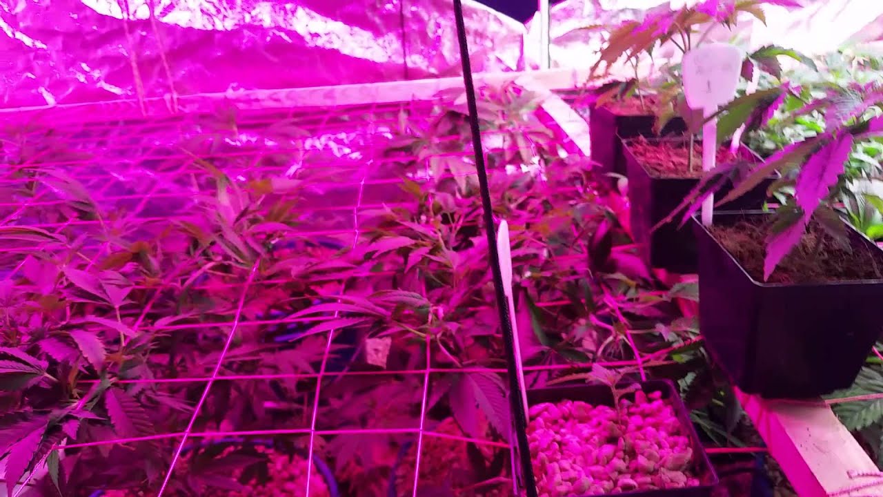 Aquaponic Aeroponic Cannabis grow day 25 of flower