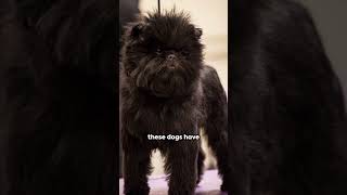 Affenpinscher: The Little Monkey Dog #doglovers #doggie #dogs #dogshorts #affenpinscher #documental