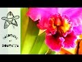The King of Taiwan Shaming a Virused Cattleya