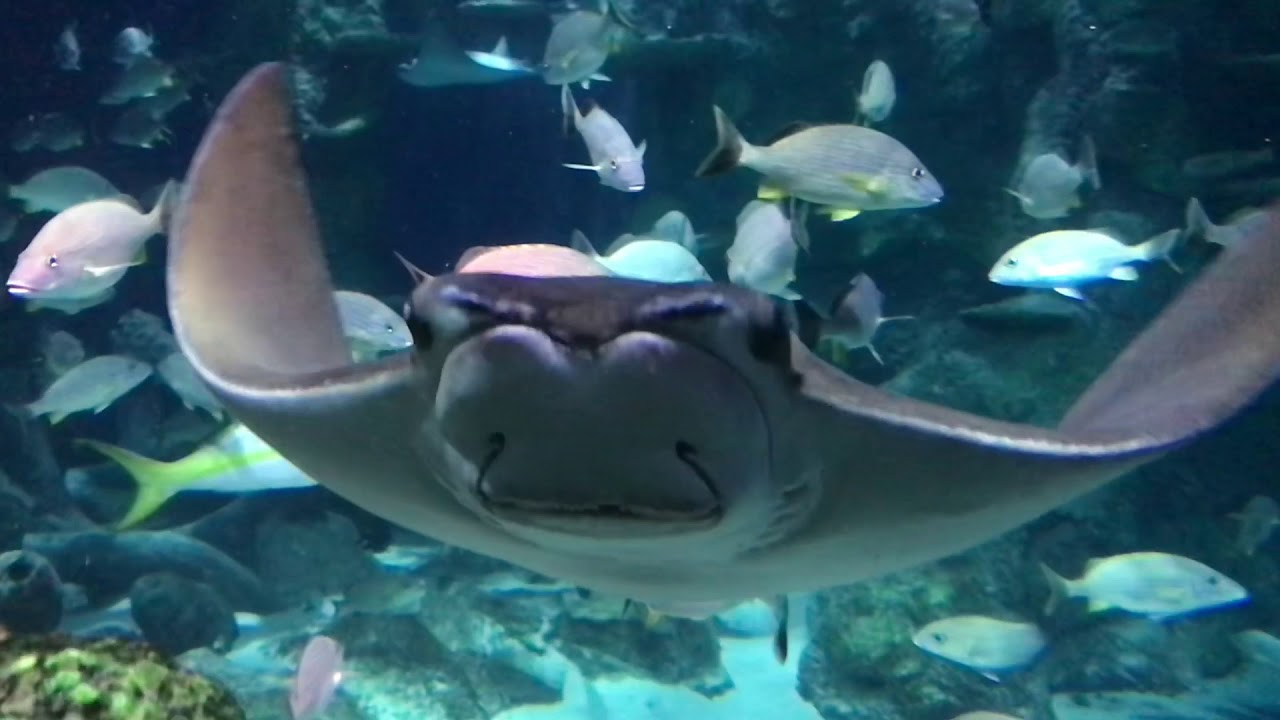 Sea Life Aquarium Charlotte Concord Mall YouTube