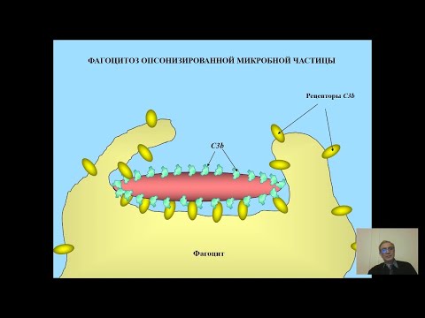 Video: Komplement C3-overekspression Aktiverer JAK2 / STAT3-stien Og Korrelerer Med Progression Af Gastrisk Kræft