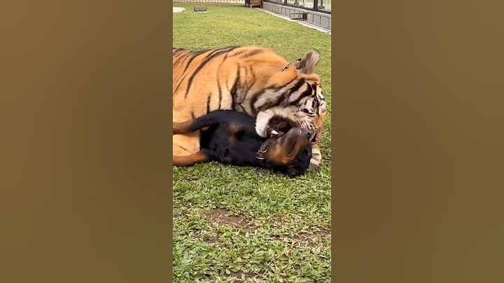 Tiger Attack on Rottweiler dog😡#shorts #fight #angry #viral #treading #attack