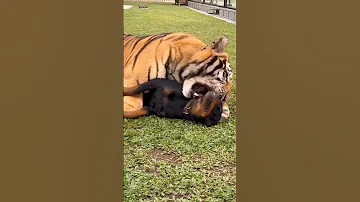 Tiger Attack On Rottweiler Dog Shorts Fight Angry Viral Treading Attack 