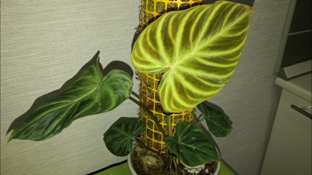 КОМНАТНЫЕ РАСТЕНИЯ(ЦВЕТЫ).ЕЩЁ ОДНА ОПОРА.