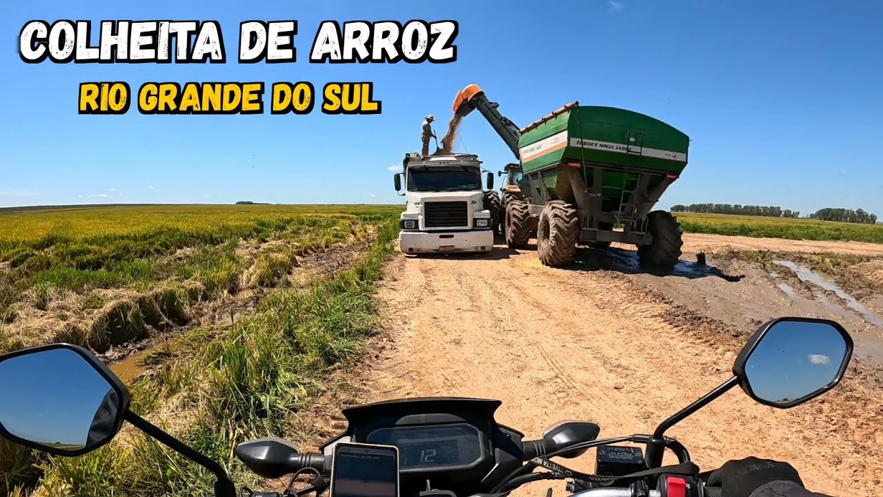 EP-38 Entrei numa lavoura de arroz para ver de perto a colheita.