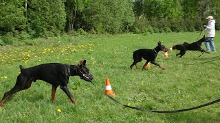 картинка: Догтренинг 615. Доберманы и девушки. Полевые испытания.