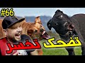 تضحك تخسر #66 : مستحيل يكون هادشي بصح 😱