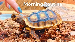 Morning routine of a baby tortoise