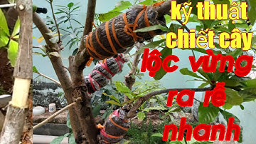 Kỹ thuật chiết cây lộc vừng ra rễ nhanh