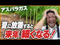 【知らないと損】アスパラガスの収穫が終わったら何をすればいい?夏にやるべき管理をプロ農家が解説
