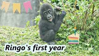 Happy 1st birthday for gorilla Ringo. / 祝福小金剛猩猩Ringo一歲生日快樂💗