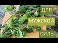 СЕМЕНА Крапивы Для мужской силы