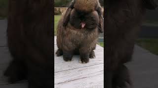 Cutest Lop Eared Rabbit! Your Next Adorable Pet  Animal Planet 兔子 Revitalized
