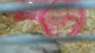 MOV00545.3GP