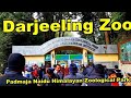 Padmaja naidu himalayan zoological park darjeeling darjeeling  rajesh rai gorkhey choro