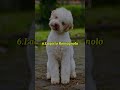 TOP 10 DOGS THAT ARE NOT FAMOUS #top #viral #dog