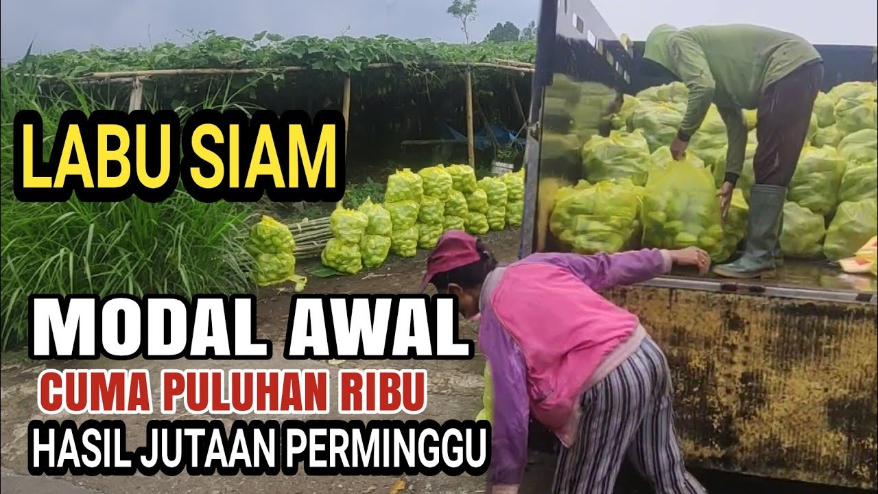 cara menanam labu Siam dengan modal super hemat 