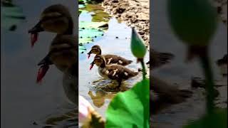 Musim Kering Atau Musim Panas