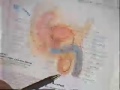 Sex Education Part 2