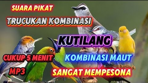 SUARA PIKAT TRUCUKAN RIBUT KOMBINASI KUTILANG KOMBINASI MAUT SANGAT MEMPESONA MP3 SUARA JERNIH