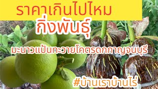 ราคาเกินไปไหม?..กิ่งมะนาวแป้นทะวายโคตรดกกาญจนบุรี