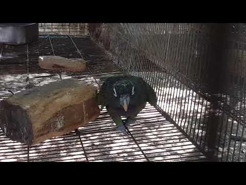 Scaly-headed parrot