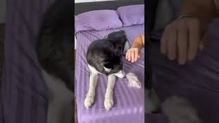 Hair Cutting Prank With Husky