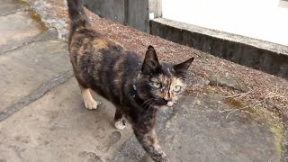 長崎は坂の街、野良猫そこらじゅうにいます。何故か尻尾が曲がってるが多いです。【尾曲り猫】