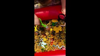 Bug Birthday Party!