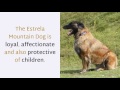 17 Amazing Facts You Should Know About Estrela Mountain Dog の動画、YouTube動画。