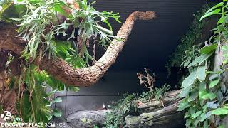 Celebrate the Rainforest at Discovery Place Science